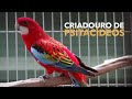 Criadouro de Psitacídeos Exóticos | Aves Exóticas | Criadouro Ventura | #BIRDTV