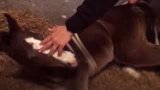 Madigan Foal Squeeze-Equivet Roma Hospital