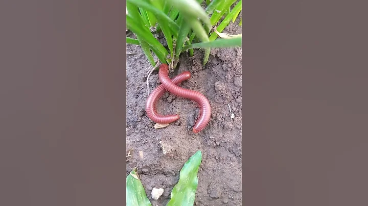 Sleeping Millipede....😴😴#shorts #milliedes #shortsvideo