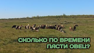 видео: Сколько пасти овец? Сколько по времени мы пасем овец. Сколько нужно вообще... картинка: Сколько пасти овец? Сколько по времени мы пасем овец. Сколько нужно вообще...