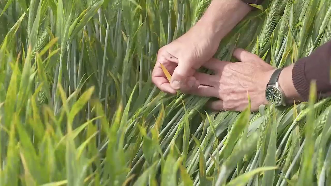 KWS Zyatt G1 2021 North (Bishop Burton)