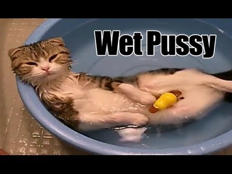 Chowder The Wet Pussycat Youtube