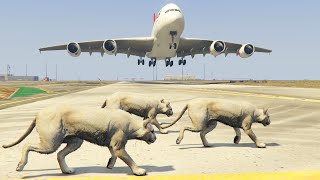 Escaped Lions Came Into The Runway During The Landing And Takeoff -- Gta 5