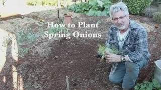 How to Plant and Grow Onions
This video provides a demonstration of how to plant Onions and various other allium crops
HOW CAN YOU SUPPORT US?
▀▀▀▀▀▀▀▀▀▀▀▀▀▀▀▀▀▀▀▀▀▀▀▀▀▀
This is how we make our living and it would be a pleasure if you support us!
Get our Merchandise from https://bit.ly/3dFQxHV
iCULTIVATE ONLINE COMMUNITY
▀▀▀▀▀▀▀▀▀▀▀▀▀▀▀▀▀▀▀▀▀▀▀▀▀▀
Website: https://icultivate.net
DISCUSSIONS & SOCIAL MEDIA
▀▀▀▀▀▀▀▀▀▀▀▀▀▀▀▀▀▀▀▀▀▀▀▀▀▀
Facebook Group: https://bit.ly/2Nzu0BU
Facebook Page: https://www.facebook.com/ICultivation
Instagram: https://www.instagram.com/icultivate
Twitter: https://twitter.com/icultivation
Reddit: https://www.reddit.com/user/iCultivate
Newsletter: https://bit.ly/3g2dt5O
PODCAST
▀▀▀▀▀▀▀▀▀▀▀▀▀▀▀▀▀▀▀▀▀▀▀▀▀▀
Podcast: https://icultivate.podbean.com/ How to Plant and Grow Onions