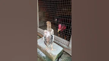 Chick 