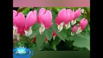 الرقية الشرعية كامله وبصوت رائع لفضيلة الشيخ محمد العريفي لتحصين المنزل من الحسد والسحر والعين