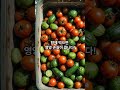 2025년 7월 6일 #지식 #음식 #정보 #토마토 #건강정보 #건강식단 #중년의건강 #건강