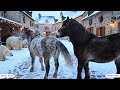 Wild Horse Mating Scene In France During Winter