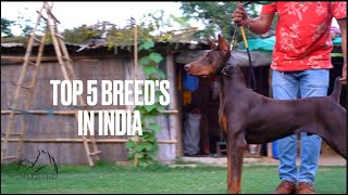 2024 TOP 5 Breeds IN INDIA 🇮🇳 & PRICES | #india