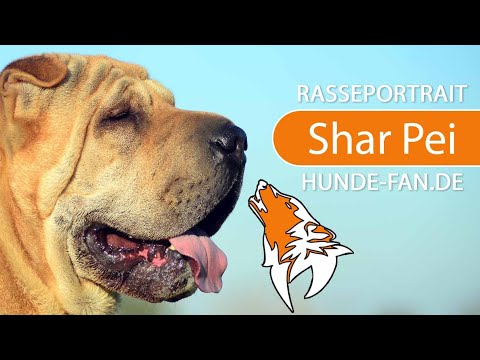 ► Shar Pei [2019] Rasse, Aussehen &amp; Charakter