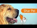 Shar Pei [2019] Rasse, Aussehen & Charakter の動画、YouTube動画。