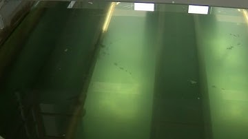 Concerns over spike in PFAs levels in Ann Arbor