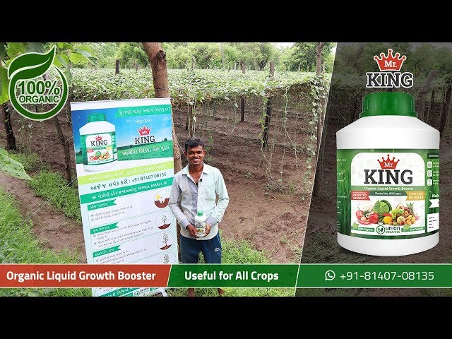 Mr. King – 100% Organic Liquid Growth Booster | Extremely Beneficial for Pointed Gourd (Parval)