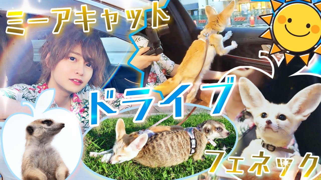 フェネック&ミーアキャットと真夏のドライブ🚗💨可愛すぎる行動連発で暑さも吹っ飛びました！