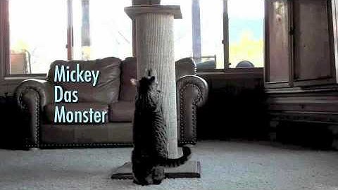 Purrfect Post Mondo Scratching Video