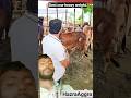 DasheCow #shortsviral #yt #shortvideo #cow #cattleworld #comedy #animalsong #funny #youtubeshorts