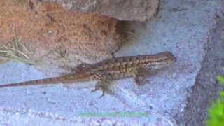 Lizard - Ящерица by AnimalsReview 7,683 views 9 years ago 42 seconds