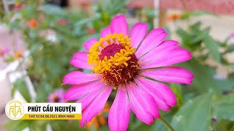 Phút Cầu Nguyện, Thứ Tư 04/08/2021: Yêu Thương Mang Lại Sự Sáng Tạo