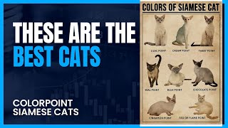 All About Colorpoint Siamese Cat Breed!