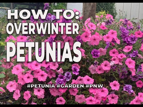 Video: Petunia Winter Care - ¿Puedes pasar el invierno una planta de petunia?