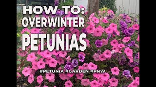 How to Overwinter Petunias // #petunias #hangingbaskets