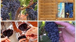 Full Documentary - Chile - Terroir, Characters, Stories, Wines...