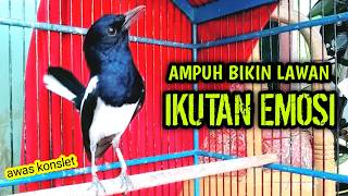 AMPUH BIKIN KACER LAWAN IKUTAN EMOSI  !! PANCINGAN KACER GACOR PASTI NYAUT AMPUH.