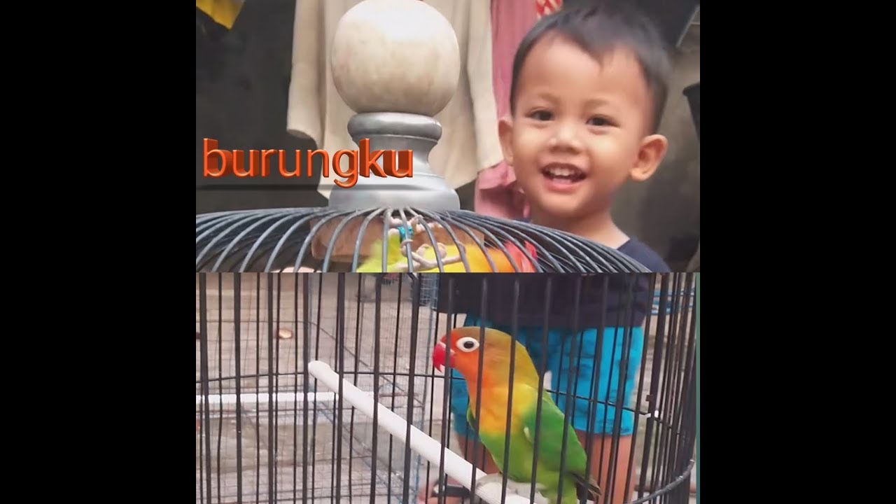 Dunia binatang  Bermain bersama hewan  peliharaan  burung  