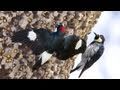 Through the Lens: Acorn Woodpecker