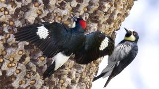 Through the Lens: Acorn Woodpecker