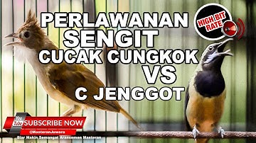 #1 🔴Pedas Dan Tajam Tembakan Mengerikan Cucak Cungkok Vs Cucak Jenggot Gacor Rapet❗️