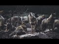 Wolves Pack Howling Free Sound Effect