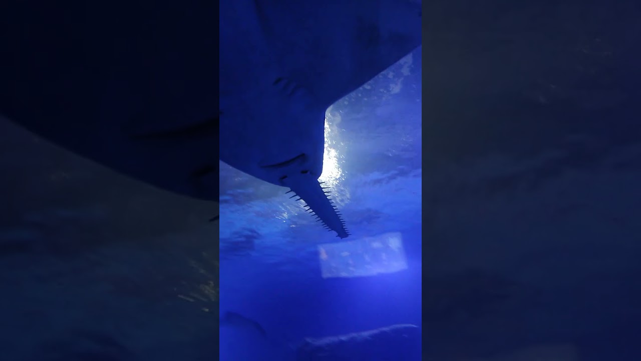 Largetooth Sawfish (Pristis pristis)