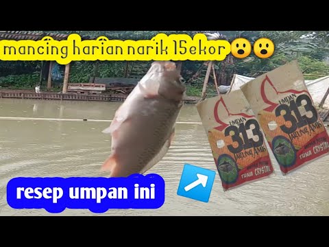 Umpan putih penguras empang ikan mas #umpanputihikanmas