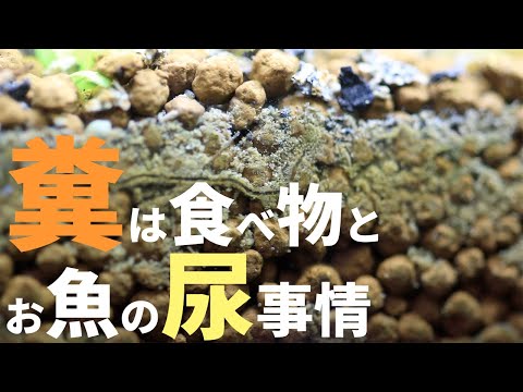 【アクアリウム】糞は食べ物？お魚のおしっこ事情 とアンモニアとデトリタス サイクルについて