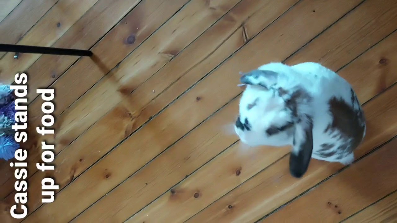 PINOY SA MADRID :OUR PET, CASSIE,THE RABBIT! - YouTube