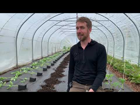 Video: Plantning Af Tomater I Et Drivhus. Plantepleje
