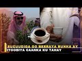 Sucuudiga Oo Markii Ugu Horeysay Beeraya Bun Tayadiisu Sarayso Sucuudiga Oo Markii Ugu Horeysay Beeraya Bun Tayadiisu Sarayso
