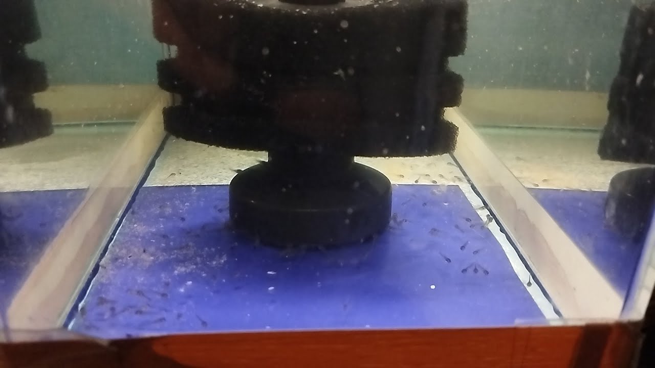 Чем кормить малька. @razvodnja Теренция в движении. - YouTube