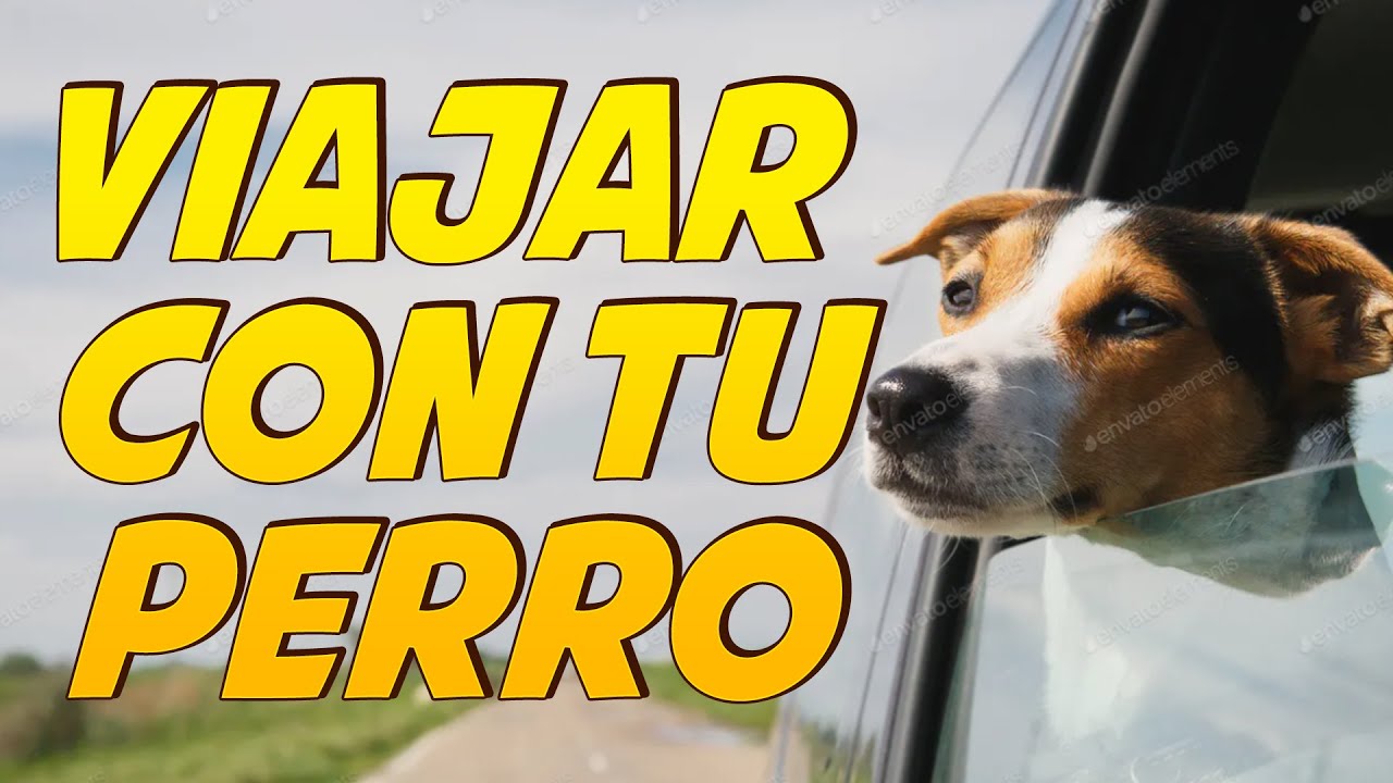 Como viajar en coche con tu perro - FUNNY DOGS FORMACIÓN CANINA