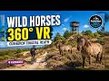 Cuxhaven Coastal Heath 360° VR | Wild Horses, Fuchskuhle &amp; Lookout Tower