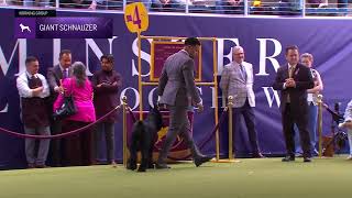Giant Schnauzers | Breed Judging 2024