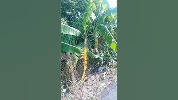 Tập 484: Lô đất lớn 553,6 m² view sông Càn 3 mặt tiền hiếm hợp làm nhà hàng, quán cà phê, biệt thự