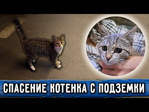 Спасение котенка с подземки торгового центра. Со Ставрополя в Москву с двумя котиками на автобусе.