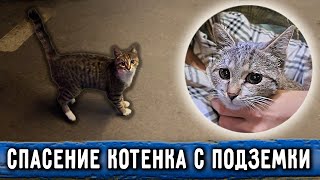 Спасение котенка с подземки торгового центра. Со Ставрополя в Москву с двумя котиками на автобусе.
