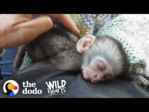 Video: 10 unikalių ir įdomių dovanų šunų tėvams Ši Valentino diena