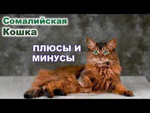 Сомалийская Кошка. Всё о породе - Уход и содержание