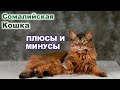 Сомалийская Кошка. Всё о породе - Уход и содержание