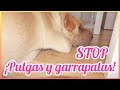 REMEDIO CASERO CONTRA PULGAS Y GARRAPATAS| PARA PERROS |DELIA GARCIA TV