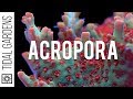 Acropora Coral Care Tips